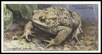 49 Common Toad